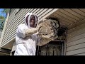 SUPER NEST! Yellow Jackets MASSIVE nest inside ceiling | INFESTATION | Wasp Nest Removal