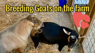 Breeding Goats on the Farm