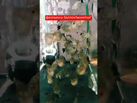 филомена баллон интересная рыбка