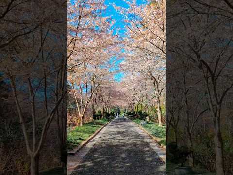 Walking into Heaven | Beauty of Spring | Virginia | DC | North Carolina | Travel | USA