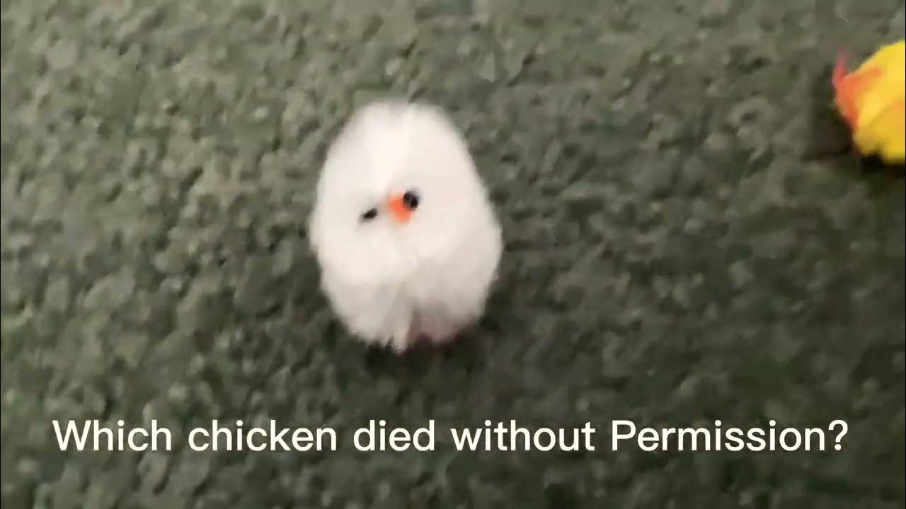 Which chicken Died without permission YouTube