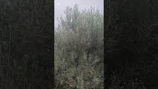 شاركت معاكم لمناصر الخلابة