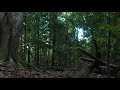 A walk in the woods in 4K