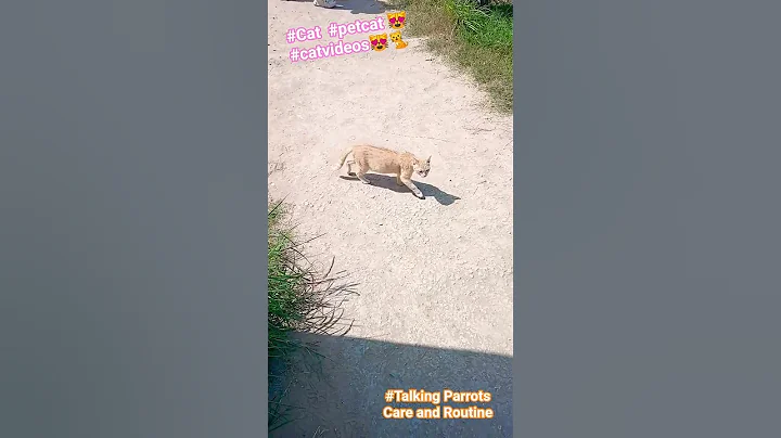 Video 10979971: cute catlover pets cats, cats cute kittens compilation, cat kitten cute beautiful, kitten baby cat beautiful