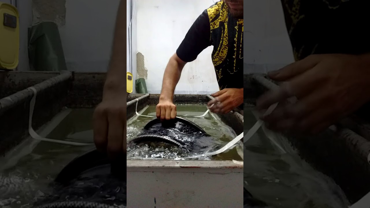 Ck water transfer (Roda de ferro/carbono prata)