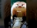 🐍Будем знакомы! #jutuber #блогер #video #шуточное #наютубе