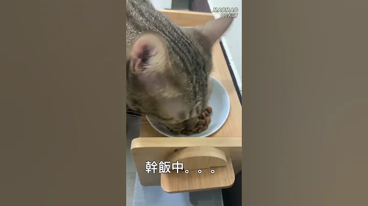 Watch the video about Foodie Cat Knows How to Eat Well by Mixing the Dry and Wet Food - Maomao Diary #shorts