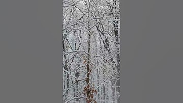 Deborah Hannah - Takkan Kuberpaling  Darimu