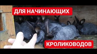 КРОЛИКИ! С ЧЕГО НАЧАТЬ?