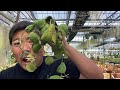 最低限のルールと植物転売はNGなのか！？