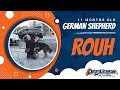 11 Month Old Dog Aggressive Rouh! |Best Dog Trainers VA| Obedience Training|E-collar Training 11 Month Old Dog Aggressive Rouh! |Best Dog Trainers VA| Obedience Training|E-collar Training