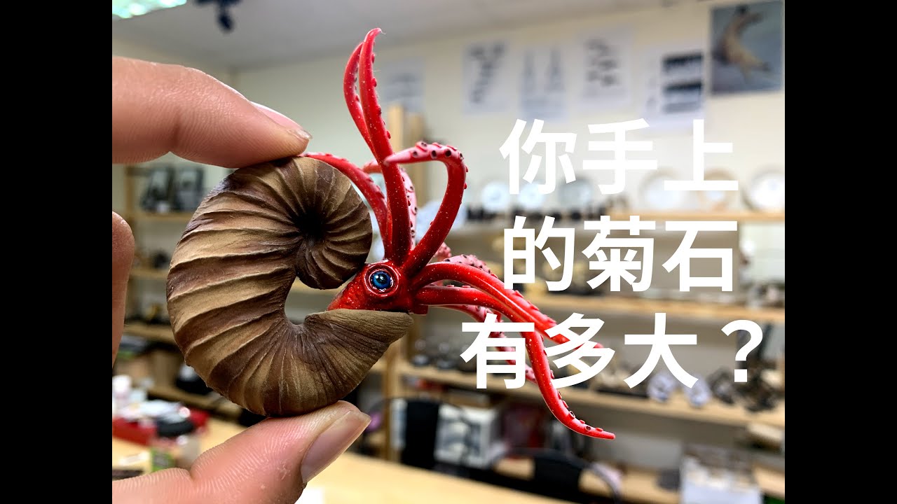 菊花石、特大菊花石、梅花石、 神居古潭石、神居古潭菊花石、立体菊花