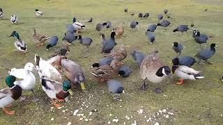31124 My followers flock to me. #birds #coots #geese #ducks