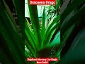 Drago || Plants Nursery|| #flowers #nursery #shorts #garden