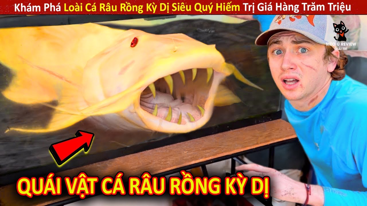 Khám Phá Loài Cá Râu Rồng Kỳ Dị Siêu Quý Hiếm Trị Giá Hàng Trăm Triệu ...