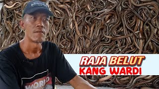 RAJA BELUT KANG WARDI PERSIAPAN KOLAM TERPAL BUDIDAYA BELUT RAWA