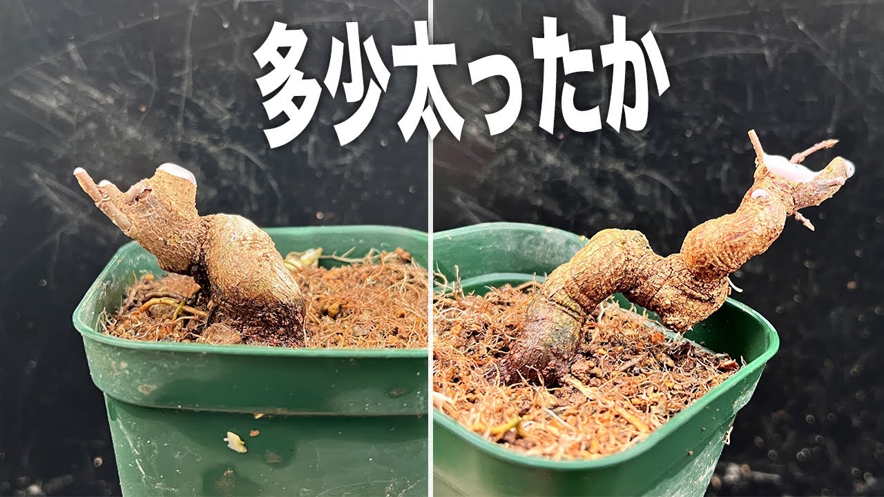 KED】盆栽環境研究会の展示会即売で入手した楓素材 #盆栽 #bonsai