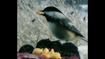 #محمدسيدعبدالعاطى  من أروع تلاوات رمضان