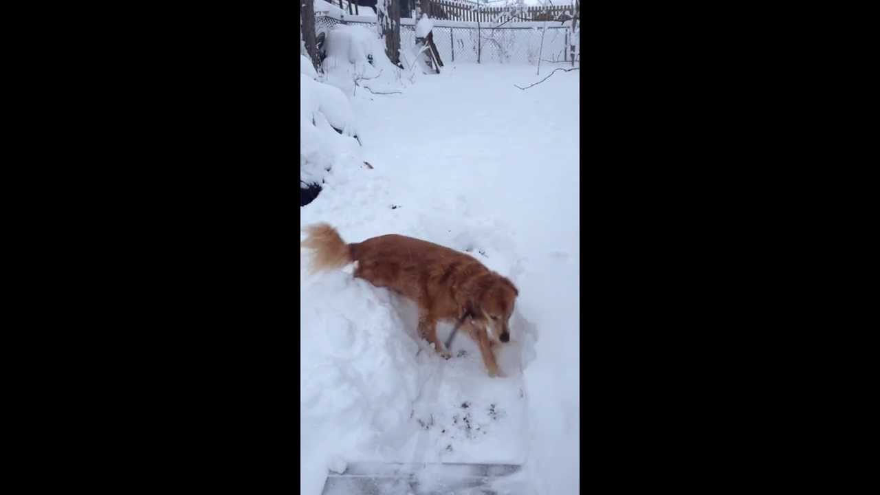 Zoey in the snow - YouTube