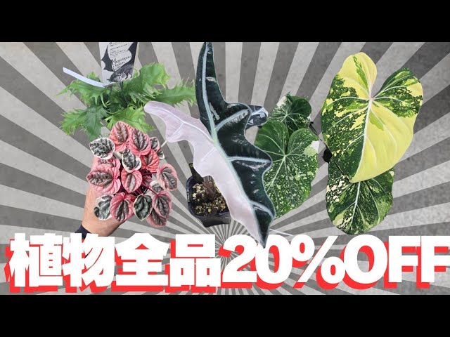 本日植物20%OFF!!!】もちろん,今週も植物入荷してます!!!武さんに