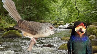 Masteran handal CIGUN vs TENGKEK BUTO 