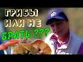 ХОРВАТИЯ ОСЕННИЙ СБОР ГРИБОВ