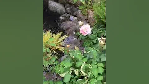 Louise Reed garden video
