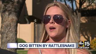 Dog recovering after being bitten by rattlesnake