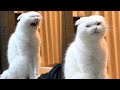 Try not to laugh  new funny cats   meowfunny part 23