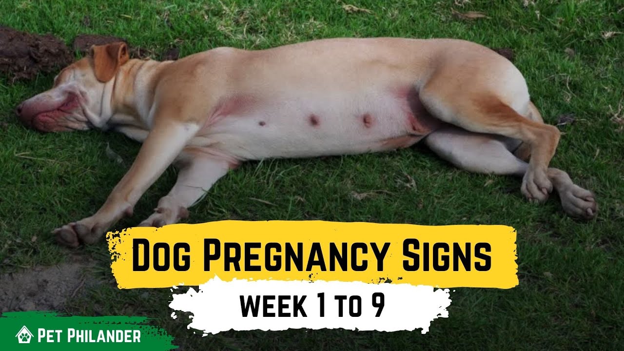 Dog Pregnancy Signs week 1 to 9 ! Pet Health YouTube