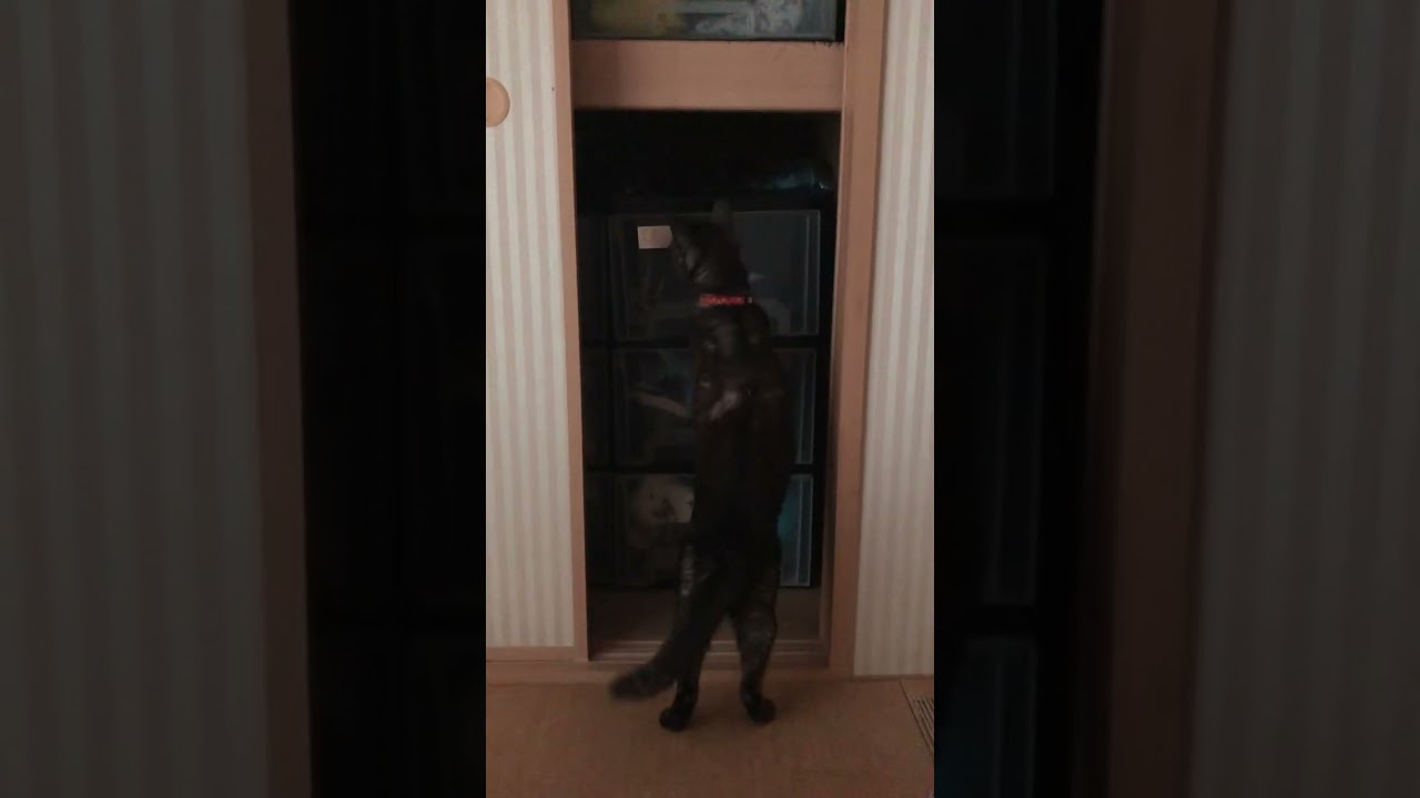 登りたいうちの猫