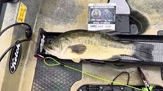Largemouth bass release Copake lake LIKBF