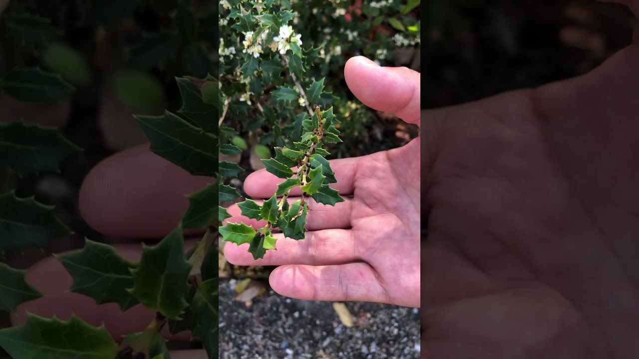 Vol. 23 Introducing the Sweet Osmanthus (Kaorihime) - YouTube