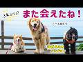 数年ぶりのお友達と再会!海が見える絶景ドッグランへ