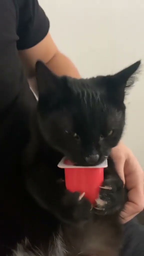 Top des vidéos très mignon ♥️ ❄️
