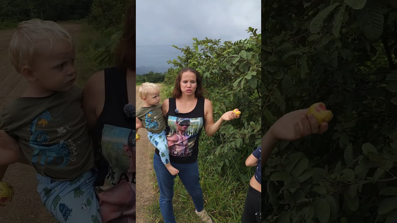 Мы просто не могли не остановиться, когда увидели дикие гуавы, растущие вдоль дороги. 