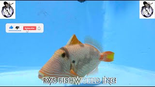 RVS FISHWORLD INC NEW ARRIVAL Xanthic Balistapus undulatus , Undulated triggerfish 3.22.21