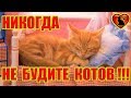 Почему Нельзя Будить Кошек? Никогда Не Будите Спящего Кота!!!