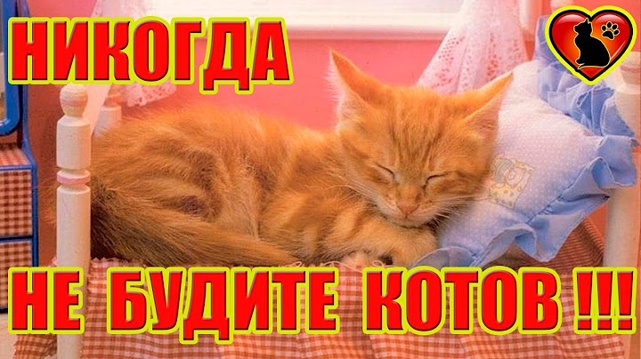 Почему Нельзя Будить Кошек? Никогда Не Будите Спящего Кота!!!