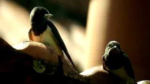 Jonge boeren zwaluwen op ons dak