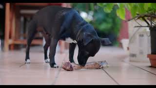 Milo Puppy 17 Milo Bone