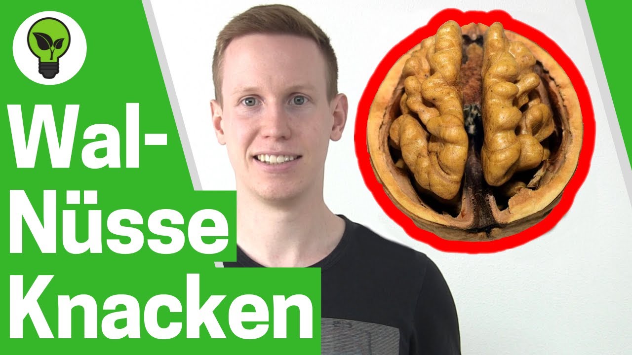 Wie Bekomme Ich Walnuss Braune Finger Sauber Walnüsse Knacken OHNE Bruch ULTIMATIVE ANLEITUNG: Wie Walnuss, Baumnuss