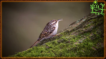 Голоса птиц Как поёт Пищуха обыкновенная (Certhia familiaris)