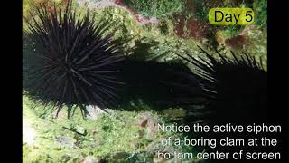 Time-Lapse of Cultivated Abalone being Released into the Wild in San Diego, CA, USA in October 2020.
