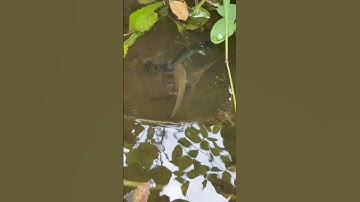 Câu Cá Lóc Vây Xanh #fishing #fish #fishinglife #cauca #caucathugian #câucá #fishingvideo