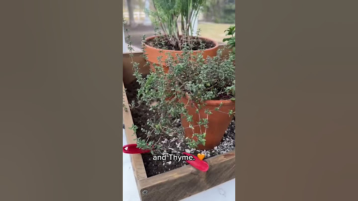 3 Easy Herbs to Grow Inside! 🌿