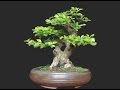 PINGO DE OURO   RESGATE E EVOLUÇÃƒO - ABC DO BONSAI