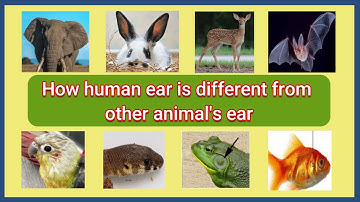 How human ear is different from other animal