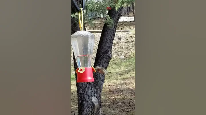 Calliope hummingbird