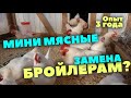 Мини мясные // Замена бройлерам? // Почему избавляемся?